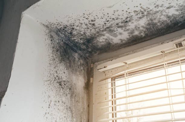 Affordable Commercial Mold Remediation solutions in Kintnersville, PA